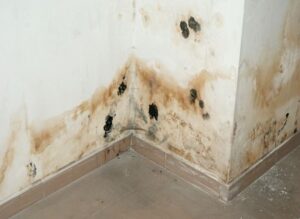 Narożnik ściany z rdzawymi zaciekami i czarnymi plamami pleśni nad listwą przypodłogową
